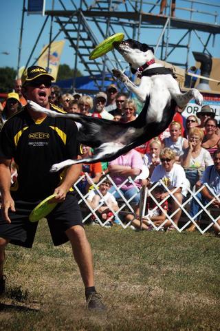 trick dog show