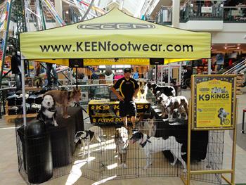 canine entertainers 